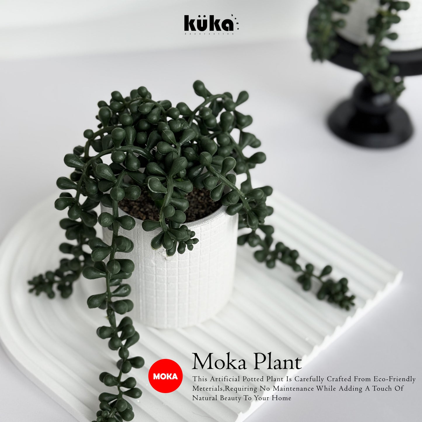 Moka Plant