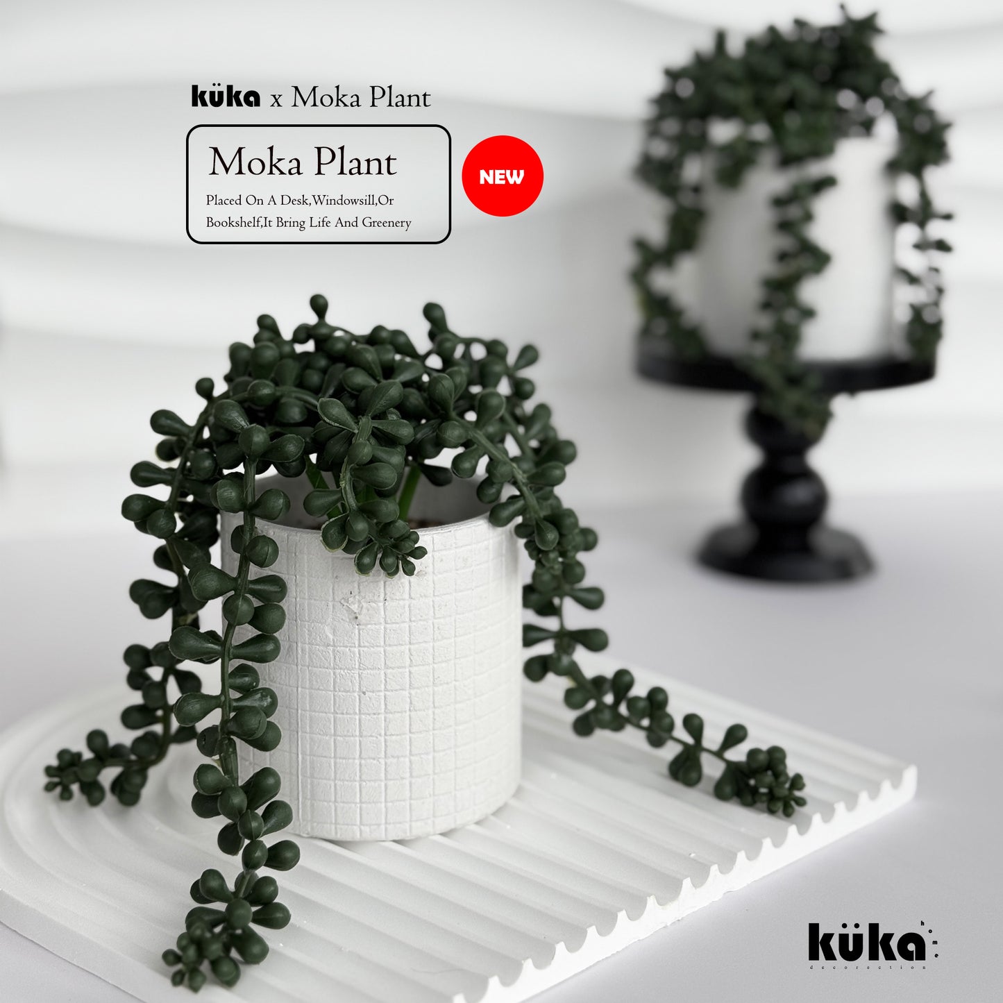 Moka Plant