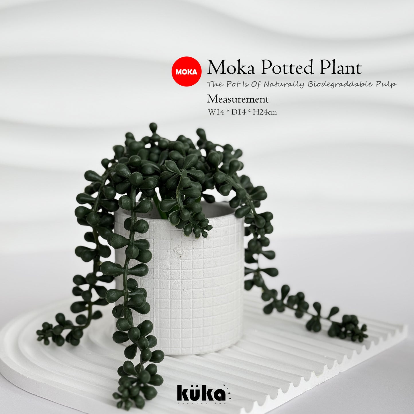 Moka Plant