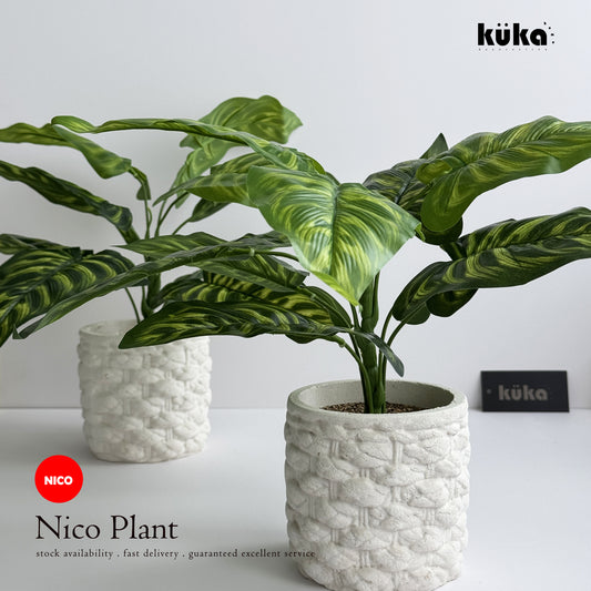 Nico Plant