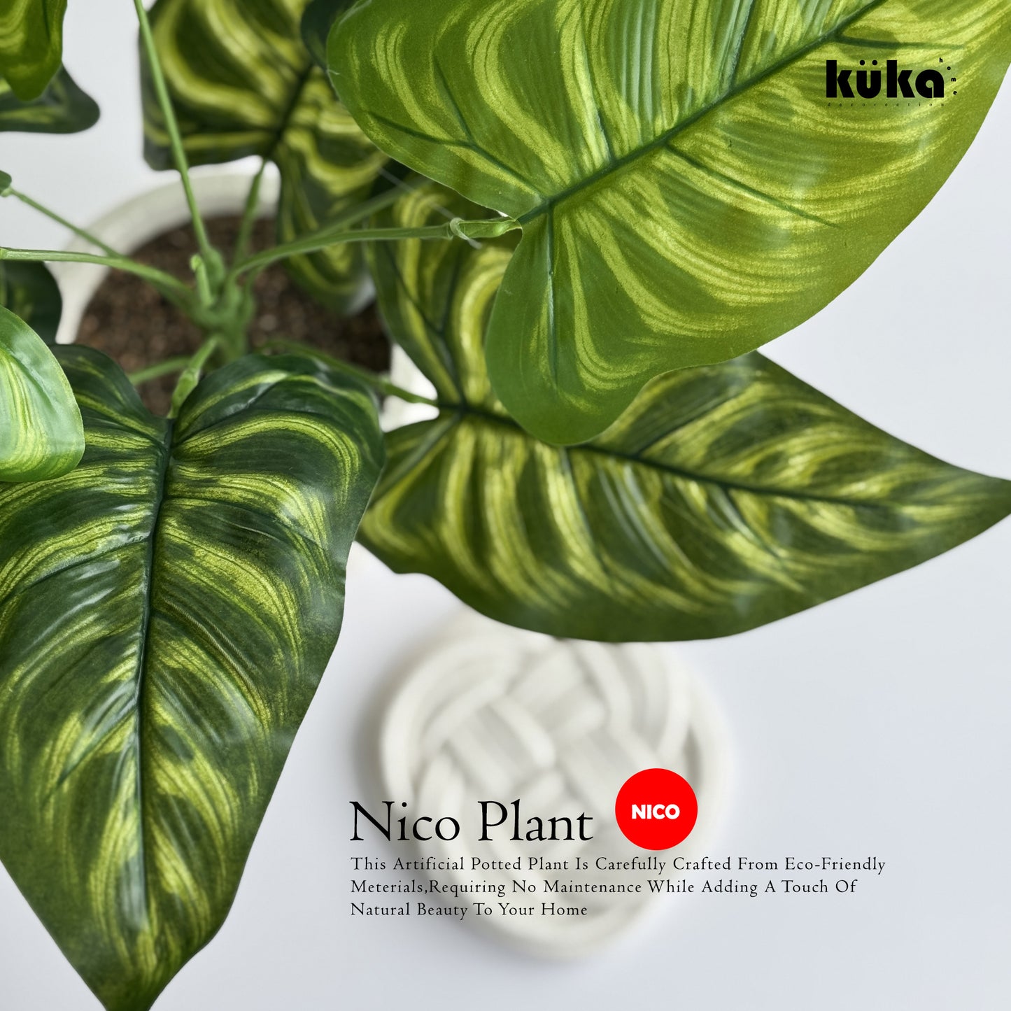 Nico Plant