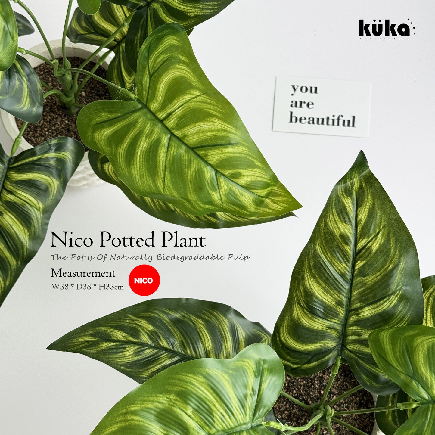 Nico Plant