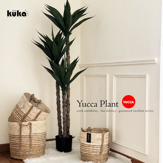 Yucca Plant