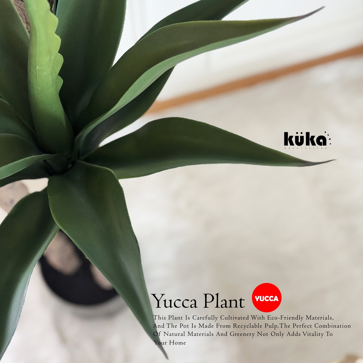 Yucca Plant